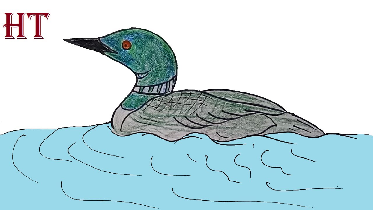 How To Draw A Loon Easy