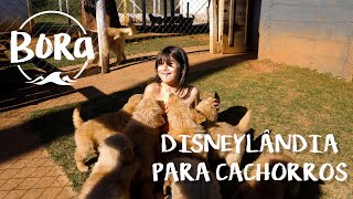 PRÓXIMA VIAGEM SERÁ SEM OS CACHORROS! Mas onde deixar? | Bora no Brasil #19