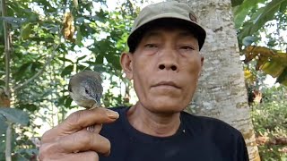 pikat burung pelanduk semak