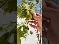 يوسفي عمر 7 سنوات في حوض