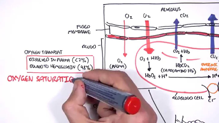 Respiration Gas Exchange - DayDayNews