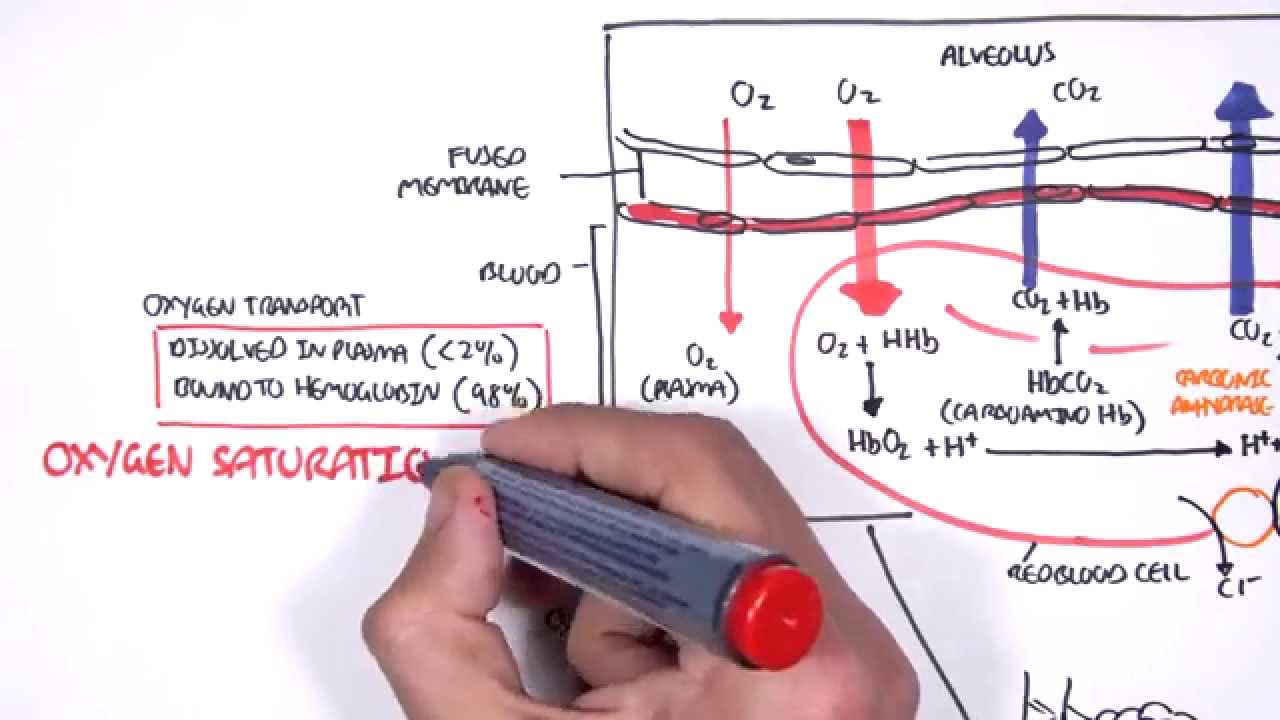 Respiration Gas Exchange