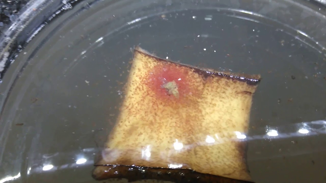 TRUCO Unico Cultivo Pulga de agua para Tus peces Tropicales .. Super sencillo| global dry 2019