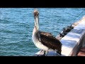 The St.Petersburg Pier, St. Petersburg Florida, Pinellas County, (Sony HX 200v)