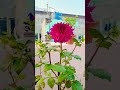 Har Insan Ki Taqdir Badl Do #ytshorts #song #love #trending #youtubeshorts #recipe #cartoon #cat