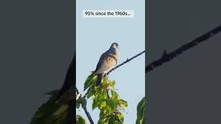 Turtle Dove purring #birdcall #bird #birdsong #wildlife #birdsound