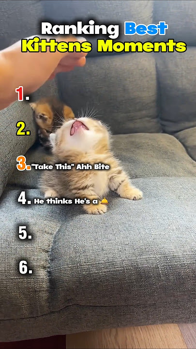 Ranking Best Kitten Moments