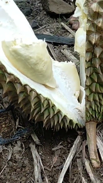 NENG SARTI BADUY BELAH DUREN #baduy #banten #baduyluar #nengsarti #indonesia #shorts