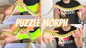 Ball python PUZZLE morph: Unboxing | NEW project | information (2021)!