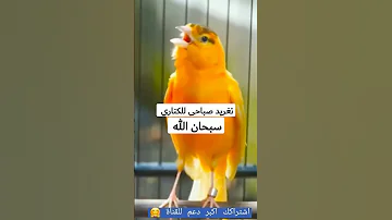 تغريد صباحي رائع للكناري لتجهييز انثى الكناري 