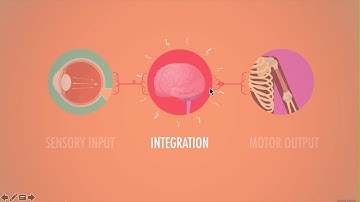 7  Stimulus response model and reflexes