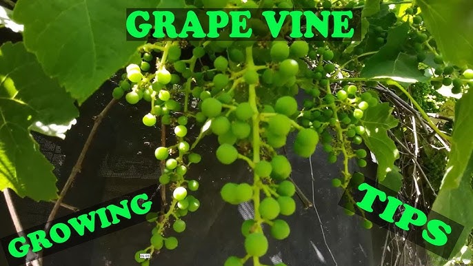 How to Plant a Grape Vine - Gurney\'s Video - YouTube