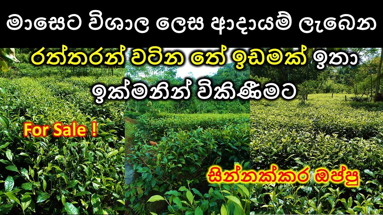 තේ ඉඩමක් විකිණීමට Tea land for sale Idam sale Property house for
