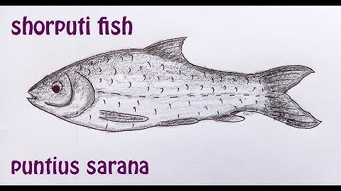 shorputi fish | সরপুঁটি মাছ | original audio tutorials #satisfying #creativeart #drawingforbeginners