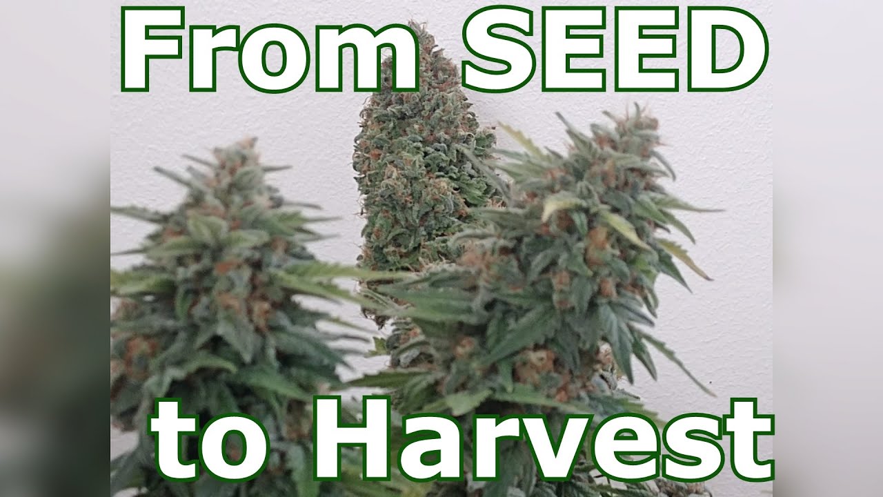 Cannabis intérieur de la Graine À la Récolte - Culture Autofloraison (BlueBerry Auto Zamnesia)