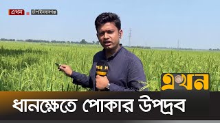 আমন পাকার আগ মুহূর্তে পোকার আক্রমণে দিশেহারা কৃষক | Insects in Rice | Chapainawabganj | Ekhon TV
