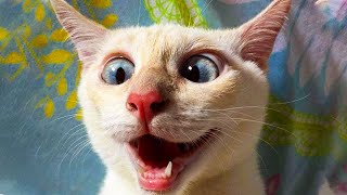 Funny Cats And Dogs Videos 🤣 - Funniest Animal Videos 2023! 🥰 by Fluffy Life 47,249 views 9 months ago 15 minutes