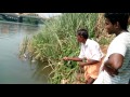 Kerala River Fishing (piravom) Gold fish (kuyil)