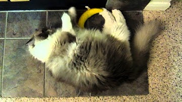 Tyco: Blue-Mitted Ragdoll Playing With Yeowww! Catnip Banana