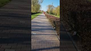 cycling in the Netherlands 🇳🇱 Nederland #shorts #short #dutch #viral #Netherlands
