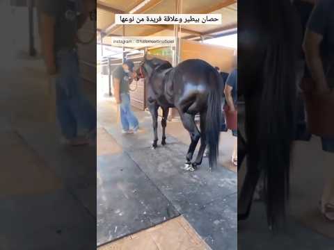 عمرك شوفت حصان بيطير ٦٠شو مع الدكتور حاتم ستين