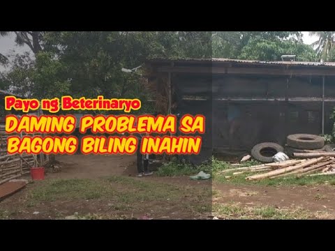 Video: Mga Tip Para Sa Paghahanap Ng Isang Bagong Beterinaryo