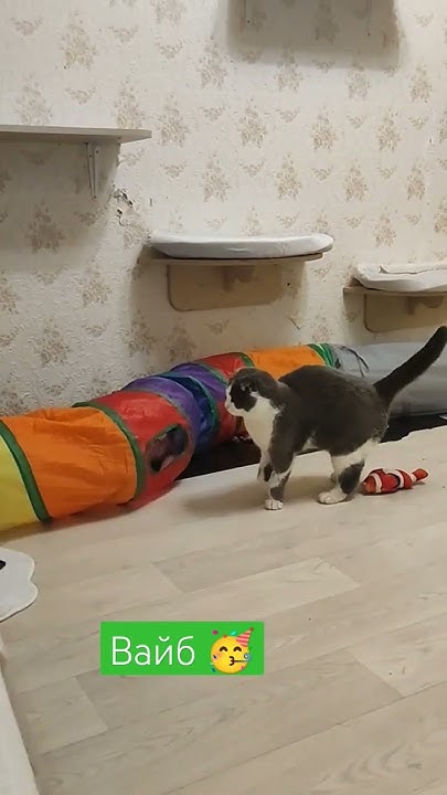 Вайб #котики #cat #кот #юмор #кошка #котик #shorts - YouTube
