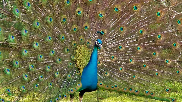 Peacock Dance Display - Peacocks Opening Feathers ...