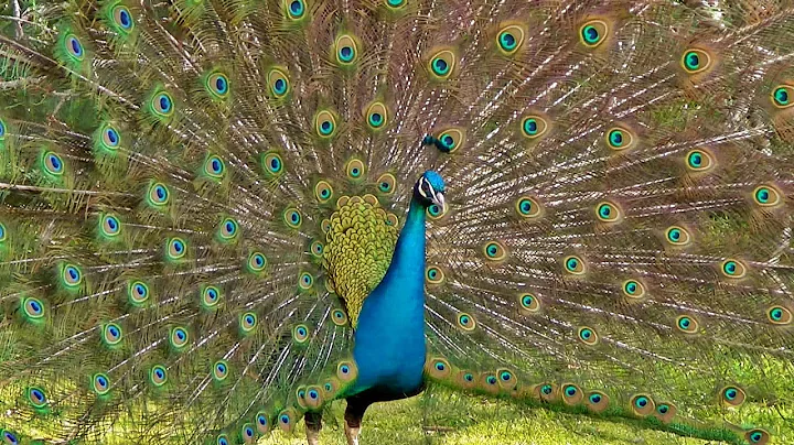 Peacock Dance Display - Peacocks Opening Feathers HD & Bird Sound - DayDayNews