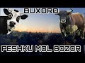 BUXORO PESHKU MOL BOZOR .БУХОРО ПЕШКУ МОЛ БОЗОР.15 ноября 2020 г.