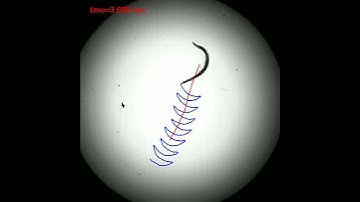 Caenorhabditis elegans swimming