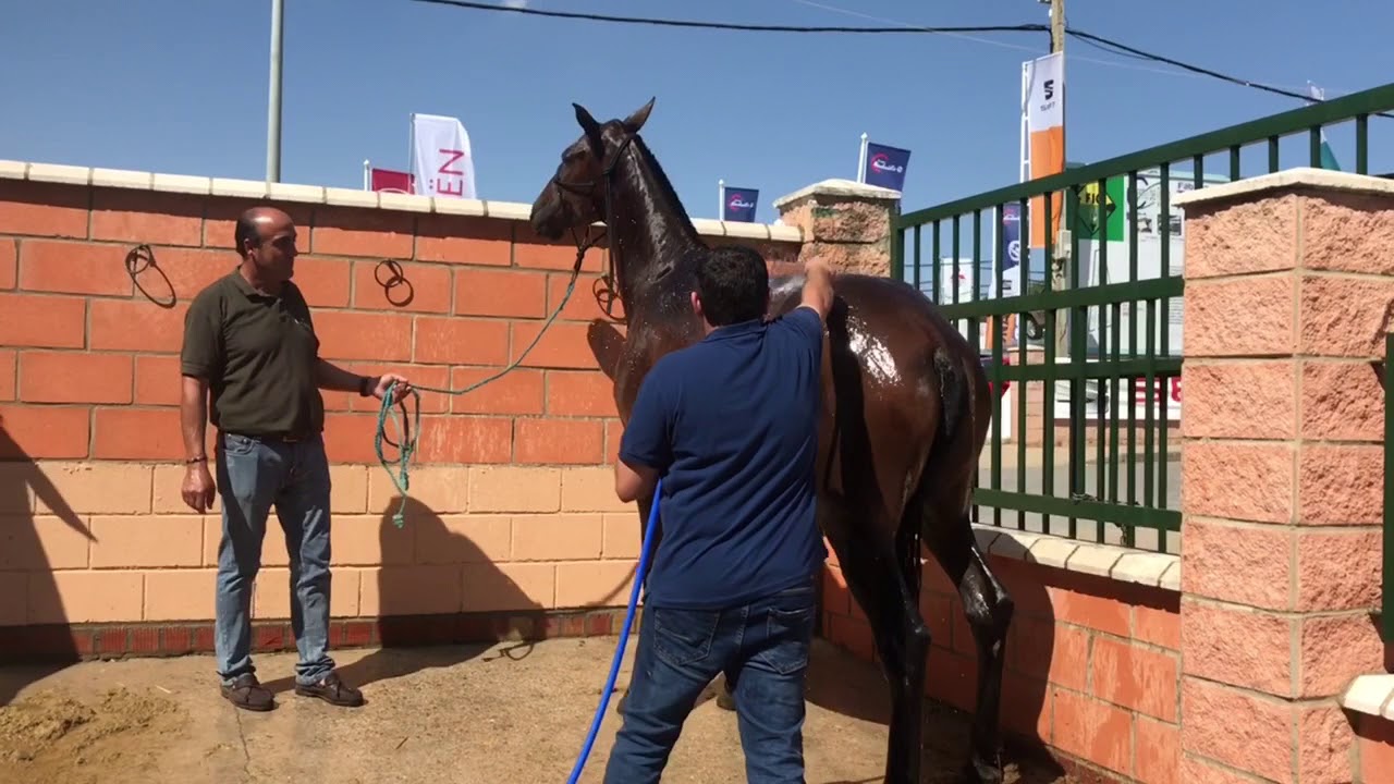 Feria Internacional Ganadera - Landbruksmesse i Zafra 29/9-2018