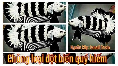 Chủng Loại Betta Đột Biến Mới / Quý Hiếm - Độc Lạ