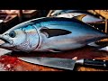 Everyday of My Life ❗🔥 Exploring Sorong Fish Market live broadcast of yellowfin tuna cutting