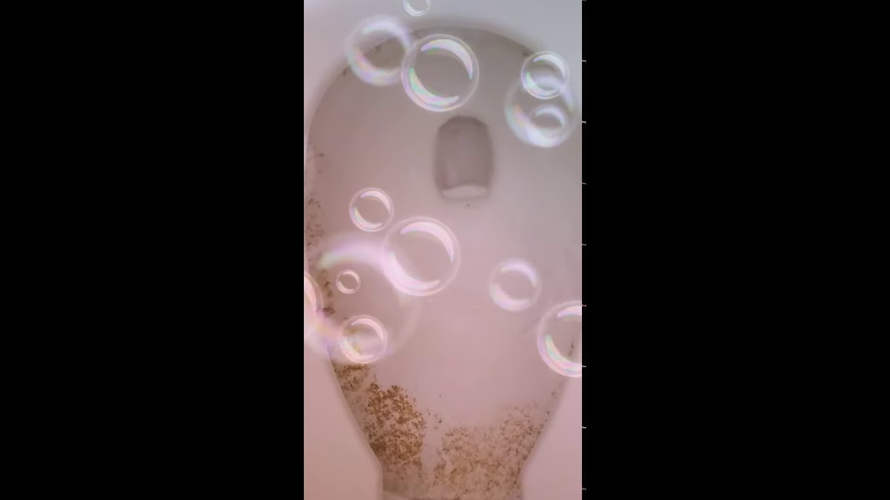 Mouse goin for did down the toilet (dead) YouTube