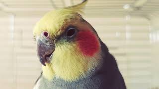 Music to Calm your Cockatiel | Calming Sounds for Cockatiels