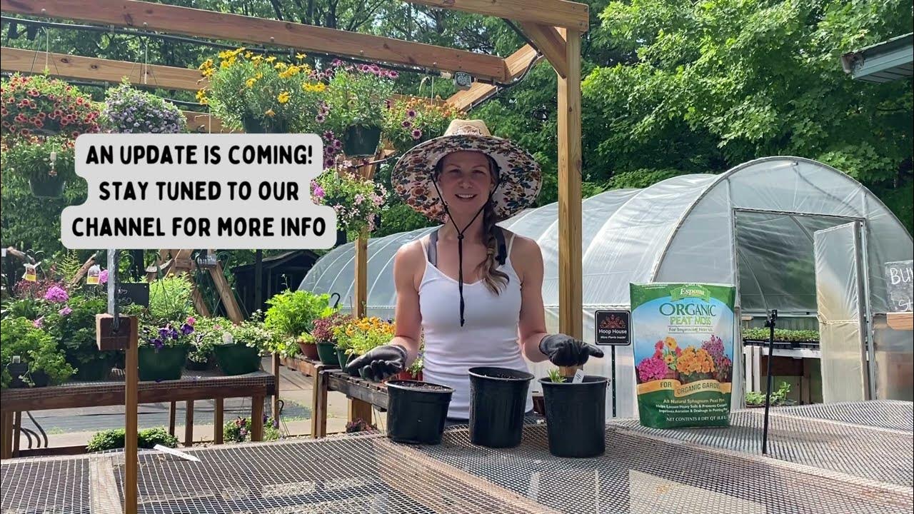 Growing Horseradish In Containers From Store Bought Roots YouTube