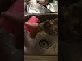 Lavaplatos - Dishwasher