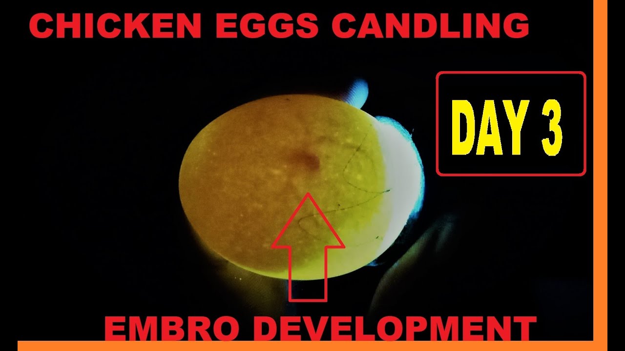 CHICKEN EGGS CANDLING DAY 3 || HOW TO CANDLE CHICKEN EGGS DAY 3