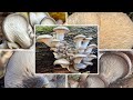 Austernseitling Verwechslung & Zubereitung | Austernpilz, Winterauster | Pleurotus ostreatus