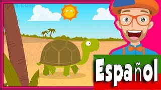 Video thumbnail of "La Canción de la Tortuga de Blippi Español | Animales para Niños"