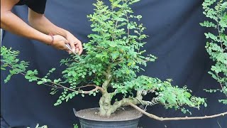 PRUNING BONSAI ILENG ILENG