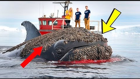 Injured Humpback Whale Covered in Barnacles Rescued by Heroic Team