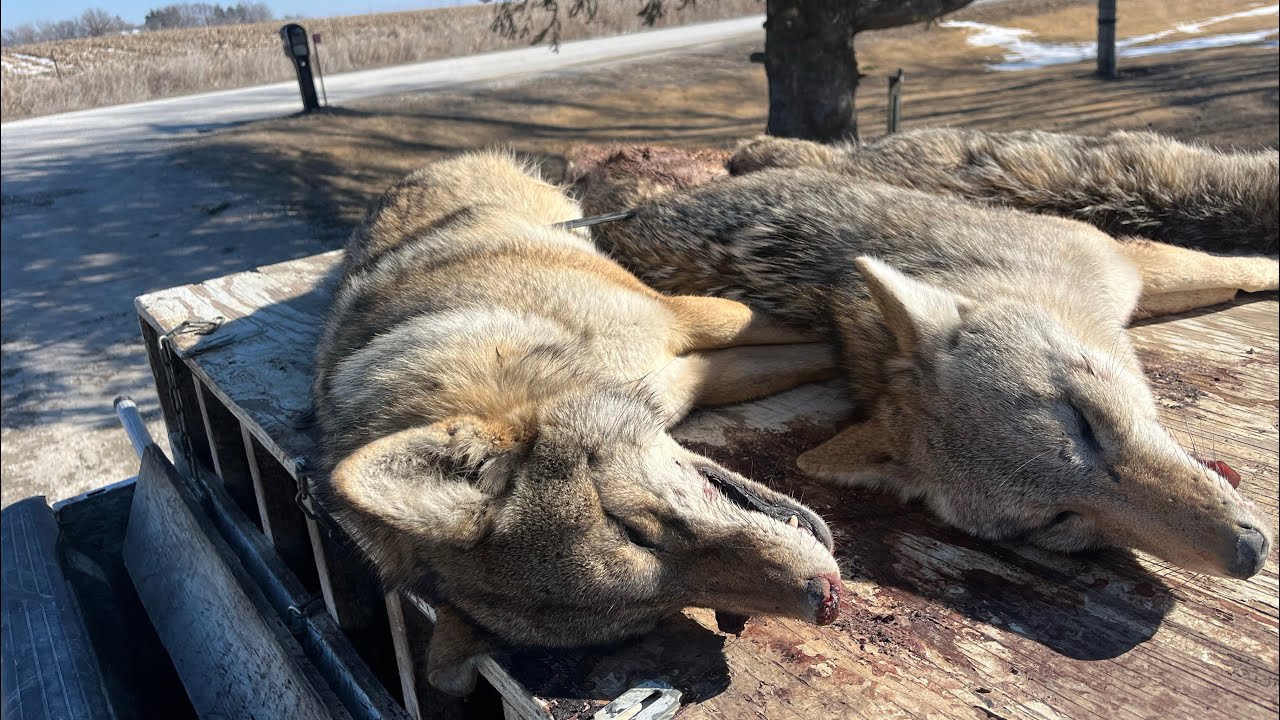 Running coyote hounds