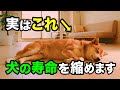 【知らないと怖い】犬の寿命を縮める飼い主の習慣を獣医師が解説します