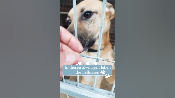 Wir nehmen Euch mit auf eine Tour durchs Tierheim 🫶🐕 #dog #tierheim #tierschutz #adoptme #viral
