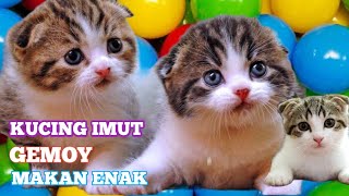 Makanan favorit buat kucing imut gemoy💧💦 kucing meong meong💧💦#kucingimut #cat