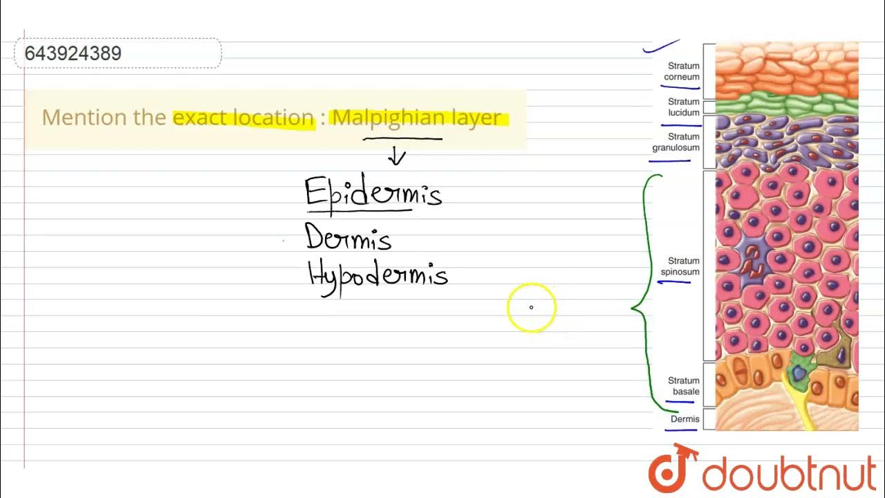mention-the-exact-location-malpighian-layer-9-structure-and