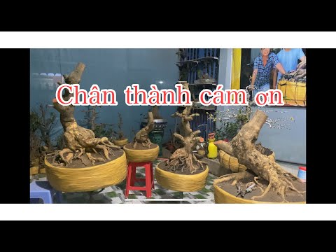 Video: THANKS đủ Cho Tất Cả Mọi Người