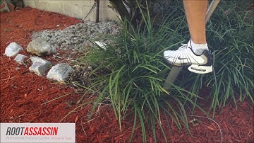 Root Assassin short video